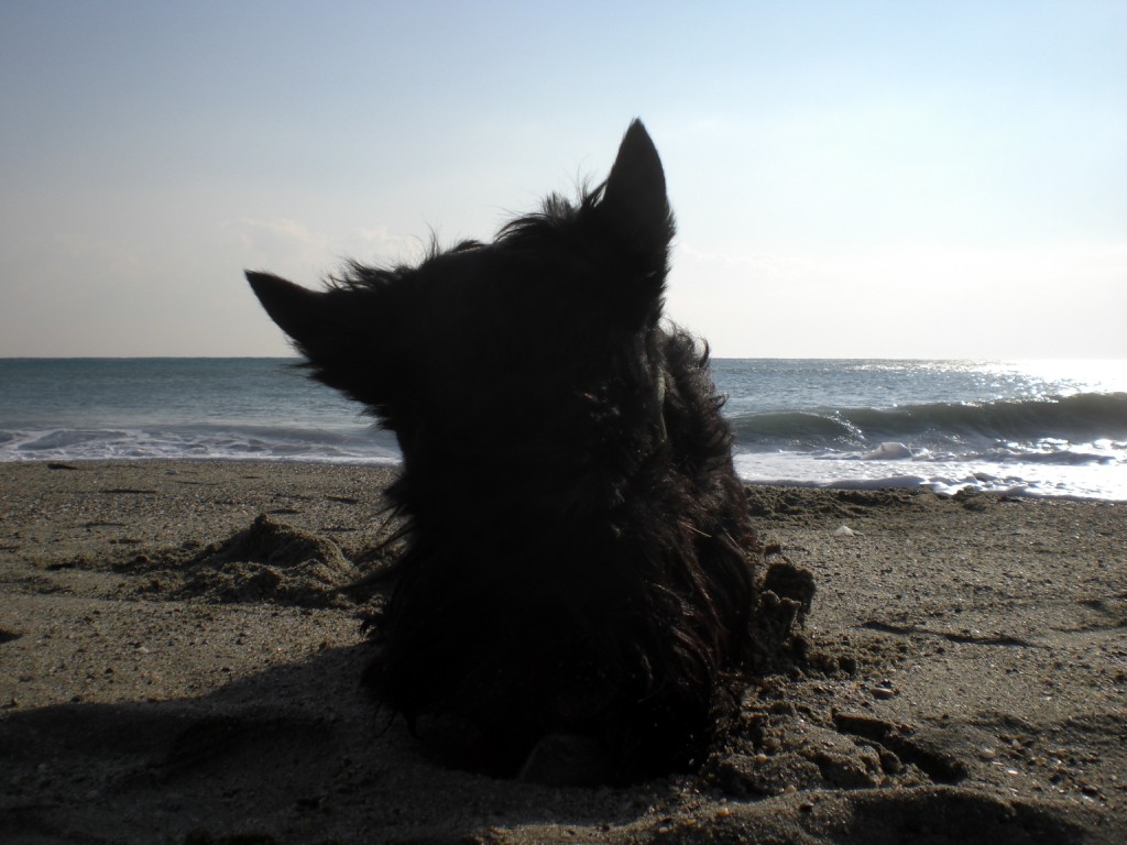 Macadam at Beach in December