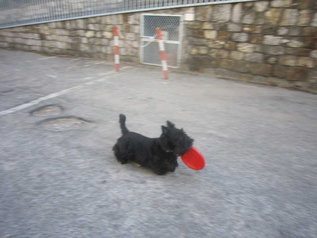 Macadam Frisbee, July 2010