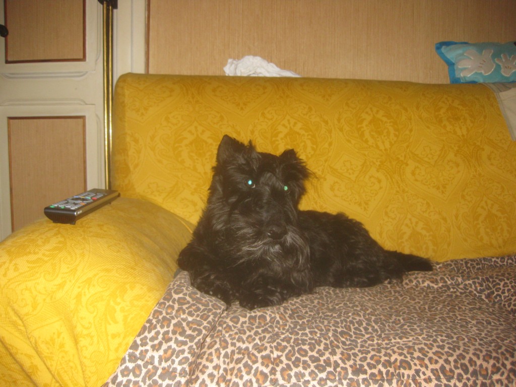 Macadam on Sofa, in 2010