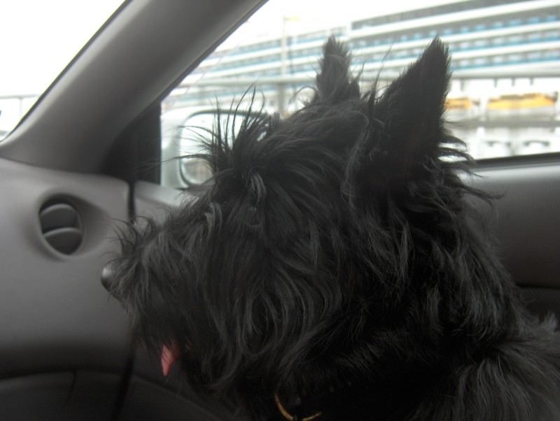 	Mac in Sport Car going for the Passport Procedure in front of Costa Fortuna Cruise Ship	